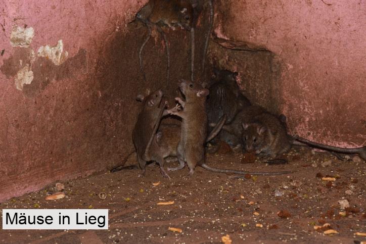 Mäuse in Lieg